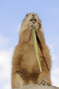 Black-tailed prairie dog (Cynomys ludovicianus), foraging, captive, occurring in North America