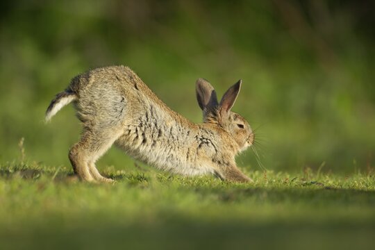 Rabbit (Oryctolagus cuniculus) adult animal stretching on grassland, Suffolk, England, United Kingdom