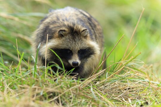 A raccoon dog sneaks through the grass, determined and focused on its environment, raccoon dog, (Nyctereutes procyonoides), wildlife, Western Pomerania Lagoon Area National Park, Zingst, Mecklenburg-Western Pomerania, Germany