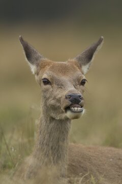 Red deer (Cervus elaphus) adult female hind animal humourously funny sticking its tongue out, England, United Kingdom