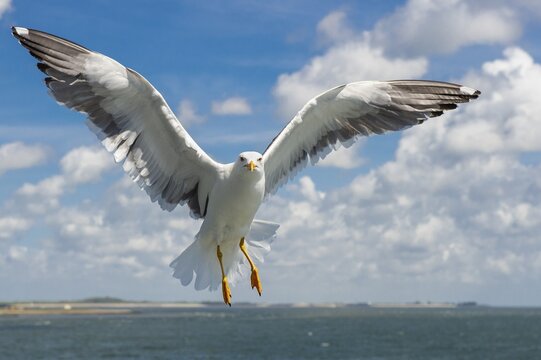European herring gull (Larus argentatus) in flight against blue sky, sea, coast, North Sea, Netherlands