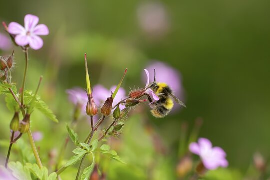 Early bumblebee (Bombus pratorum) adult bee insect feeding on a garden Herb robert flower in summer, England, United Kingdom