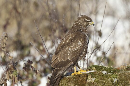 Common buzzard (Buteo buteo) Allg&auml;u, Bavaria, Germany Allg&auml;u, Bavaria, Germany