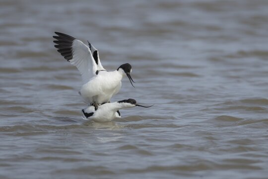 Pied avocet (Recurvirostra avosetta) two adult wading birds mating in a shallow lagoon in the spring, Norfolk, England, United Kingdom