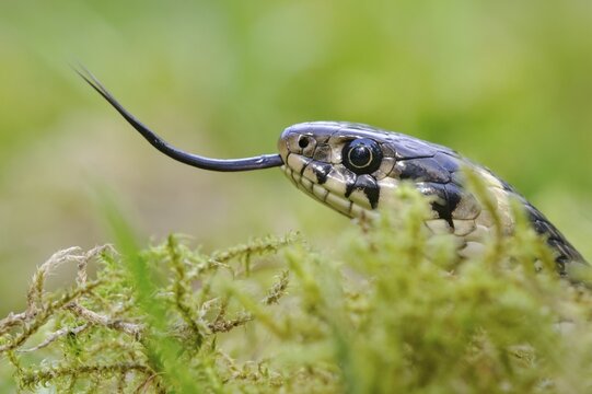 Bridled grass snake (Natrix natrix), portrait, Oldenburger M&uuml;nsterland, Visbek, Lower Saxony, Germany