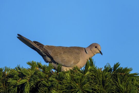 Pigeon sitting relaxed on pine branches against blue sky, Eurasian collared dove (Streptopelia decaocto), wildlife, Germany