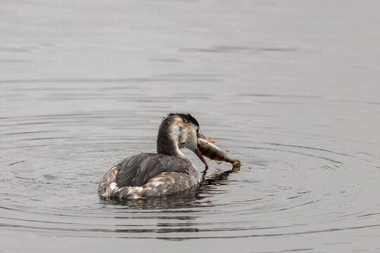 A great crested grebe has a fish in its beak, swimming through the water, Great crested grebe, (Podiceps cristatus), wildlife, Germany