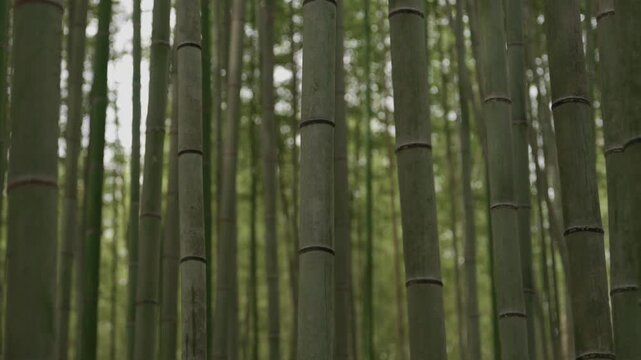 Dense bamboo grove with tall green stalks growing upright in Japan
