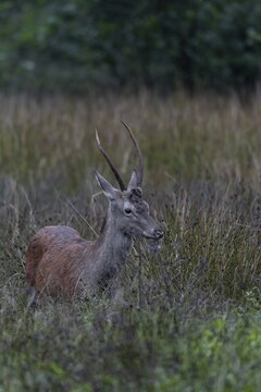 In the late evening, a red deer (Cervus elaphus) appears on the natural forest meadow, August, Germany