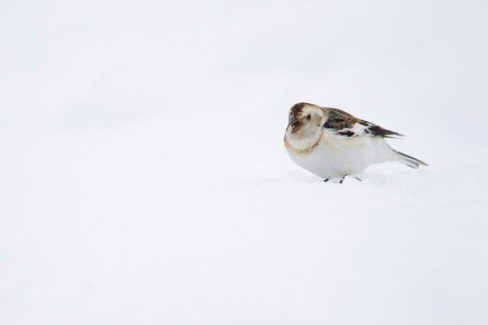 Snow bunting (Plectrophenax nivalis) adult bird on snow in winter, Scotland, United Kingdom