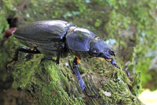 Female stag beetle (Lucanus cervus)