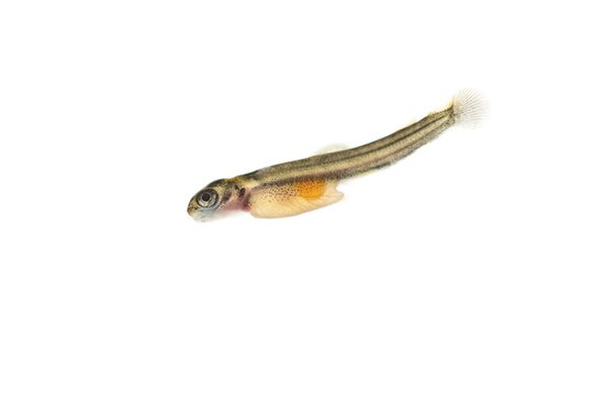 Juvenile fish, larva of Atlantic salmon (Salmo salar) after hatching in water, cut-out, fish, Wildeshausen, Lower Saxony, Germany