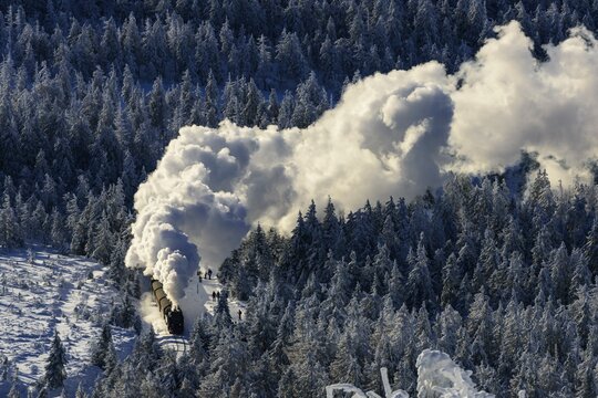Brockenbahn travels through snowy Spruces (Picea) to the Brocken, Harz, Schierke, Saxony-Anhalt, Germany