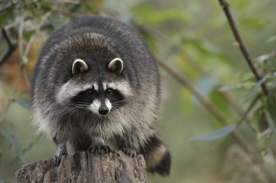 Raccoon (Procyon lotor), Hesse, Germany