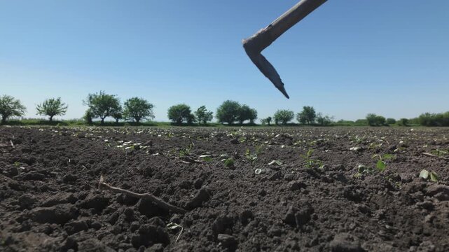 Removing weeds in a young cotton field manually with a hoe