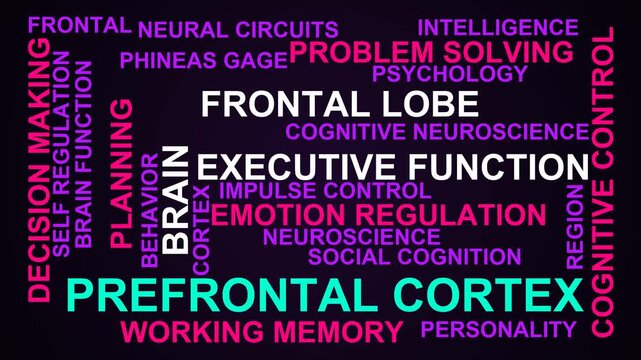 Prefrontal Cortex Word Cloud