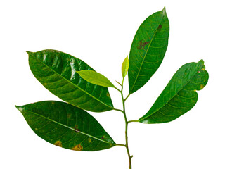 Fototapeta premium Fresh nutmeg branch with young green leaves transparent background