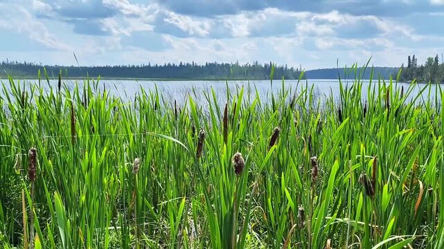 Calm lake viewed through swaying cattails with gentle summer breeze and distant forest on a sunny day.