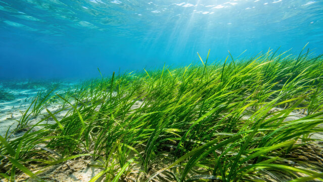 Vibrant green seagrass swaying on sandy seabed with sunlight filtering through turquoise water, creating serene underwater marine ecosystem scene