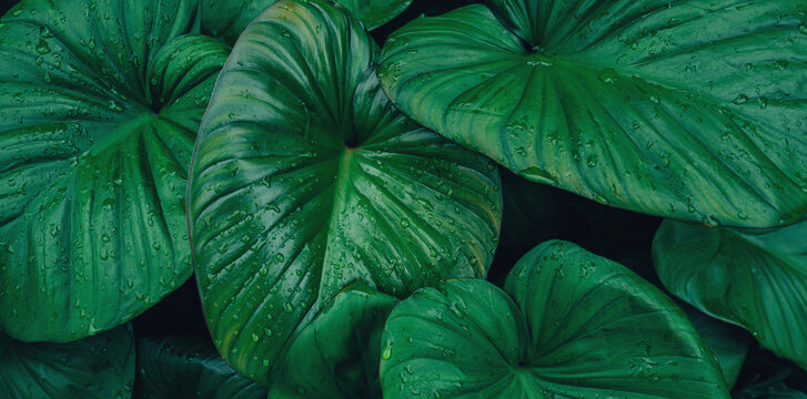 abstract tropical leaf textures on dark tone, natural green background.