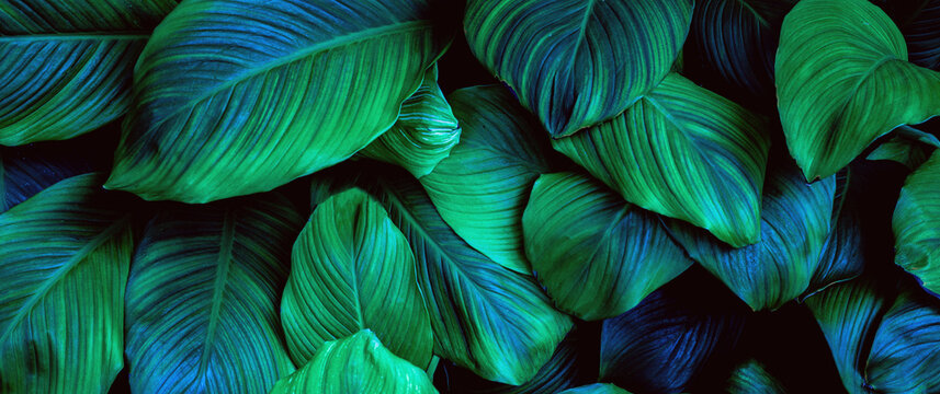 abstract tropical leaf textures on dark tone, natural green background.