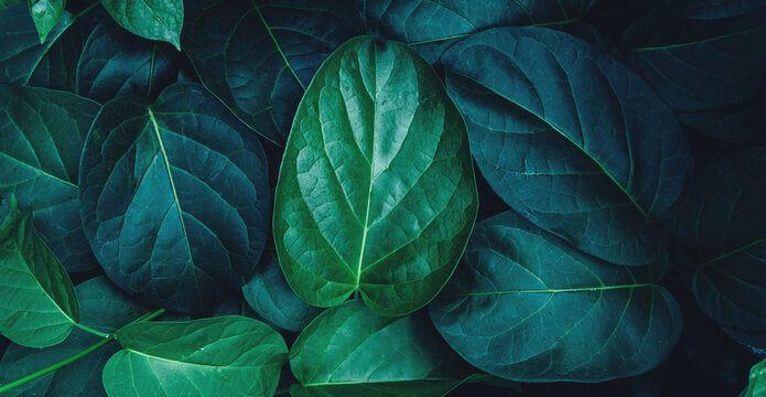 abstract tropical leaf textures on dark tone, natural green background.