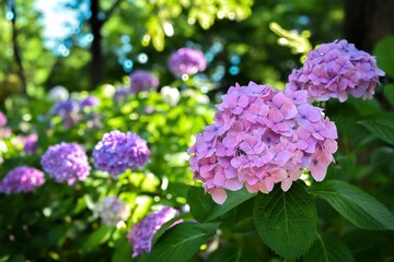 Obraz premium 梅雨の晴れ間に咲くピンクと紫の紫陽花