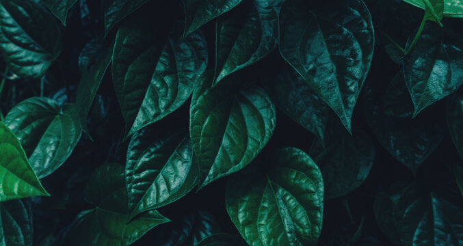 abstract tropical leaf textures on dark tone, natural green background.