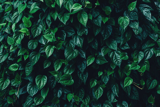 Full Frame of Green Leaves Pattern Background, Nature Lush Foliage Leaf Texture, tropical leaf