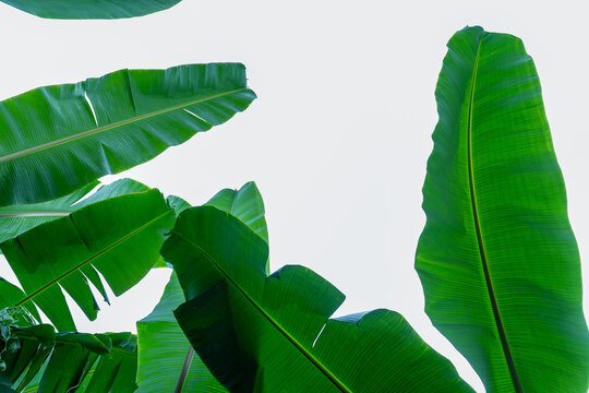 abstract tropical banana leaf textures on dark tone, natural green background.