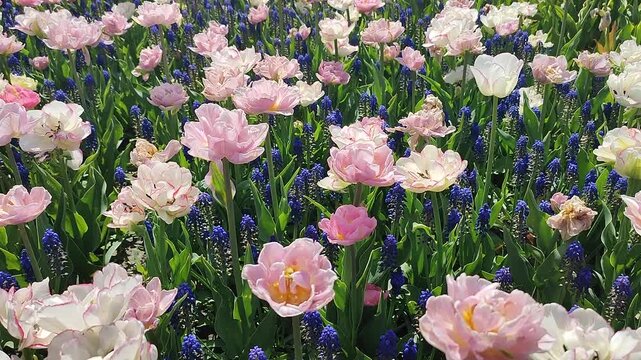 Tulips. Beautiful blooming tulips flower. Blooming tulip flower with pink white petals and blue muscari on sunny spring morning. Blooming of blossoming tulips flower growing ground. Natural background