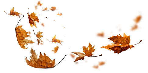 Obraz premium leaf leaves isolated autumn winter season background falling fall platanus tree wid air w
