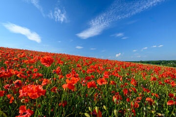 Beautiful summer day over red poppy field © Piotr Krzeslak