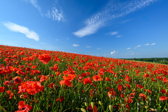 Beautiful summer day over red poppy field