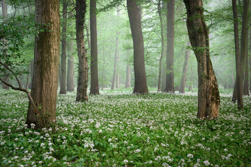 Beautiful morning in forest full of blossoming wild garlic © Piotr Krzeslak
