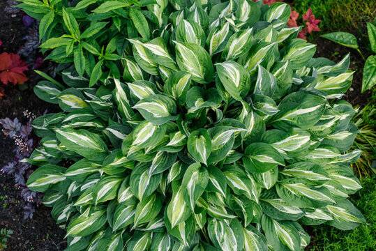 Ornamental Striptease Hosta Plant Foliage Background in Sunny Outdoor Garden