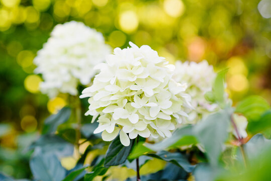 Beautiful White Skyfall Hydrangea Paniculata Flowers Blooming in Sunny Garden