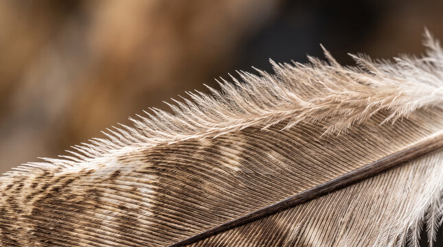 Close-up of detailed owl flight feather showing silent structure