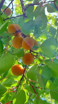 Fresh apricots hang on a tree branch illuminated by sunlight, with green leaves surrounding them. The image captures the ripe and vibrant appearance of the fruit