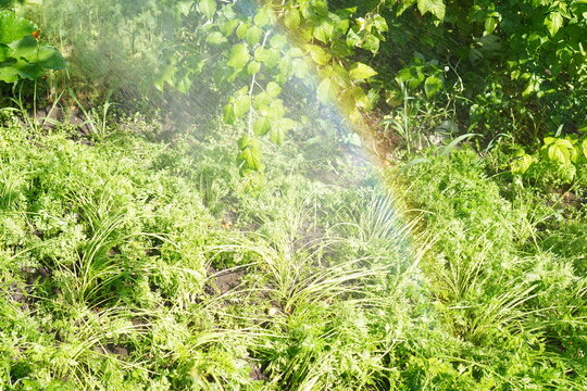 Woman Watering Garden with Hose Creating Rainbow Effect