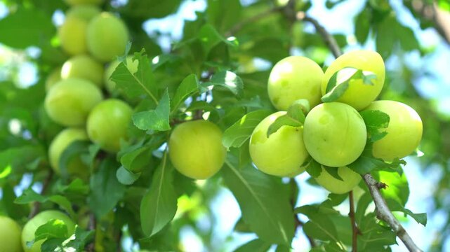  Ripe yellow plums cluster on a tree branch, surrounded by lush green leaves and set against a clear blue sky. The vibrant fruits indicate a fresh and healthy harvest