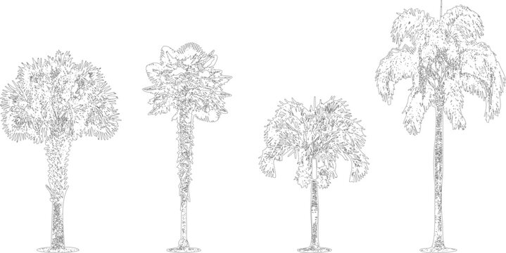 Four palm trees side view collection isolated on transparent background
