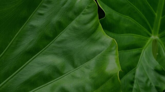Dark Moody Tropical Leaf Texture with Deep Green Veins, Close-Up Botanical Abstract Background
