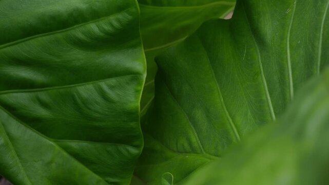 Dark Moody Tropical Leaf Texture with Deep Green Veins, Close-Up Botanical Abstract Background