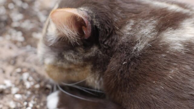 Cat Sniffing and Licking Dried catnip Roots and Twigs, Curious Feline Close-Up Behavior Shot