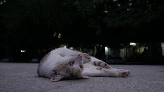 Playful Calico Cat Rolling on Concrete Ground, Cute Stray Street Cat Portrait