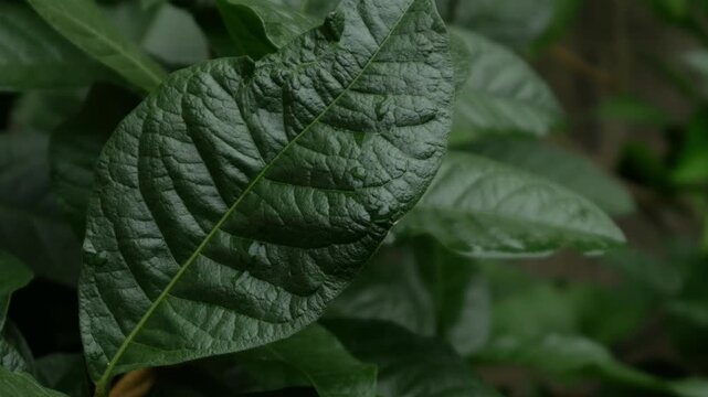 Moody Dark Green Duotone Tropical Leaves Texture, Close-Up Botanical Nature Background