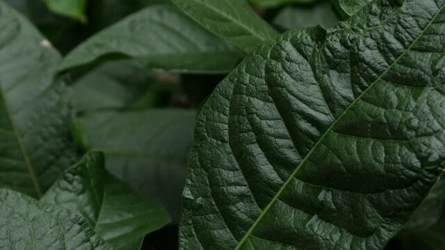 Moody Dark Green Duotone Tropical Leaves Texture, Close-Up Botanical Nature Background