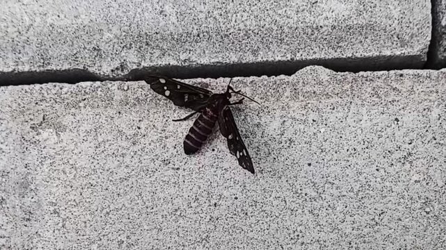Close Up of a Seven Spotted Handmaiden Moth Amata Passalis Resting on Concrete Ground in Sri Lanka