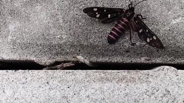 Struggling Handmaiden Wasp Moth Amata Passalis Flapping Wings and Trying to Fly on Concrete Ground in Sri Lanka
